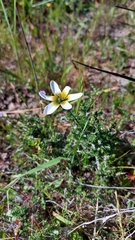 Ixia monadelpha