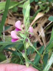 Angiospermae