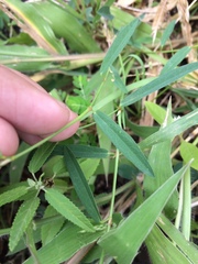 Angiospermae