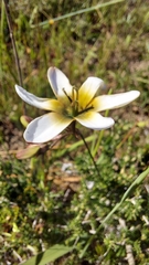Ixia monadelpha