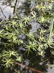 Ranunculus amphitrichus