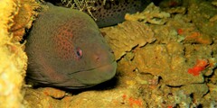 Gymnothorax javanicus