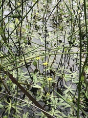 Ranunculus amphitrichus