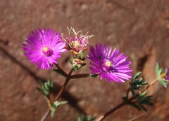 Lampranthus