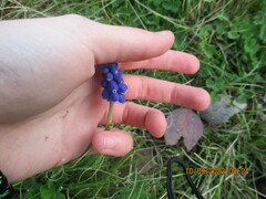 Muscari