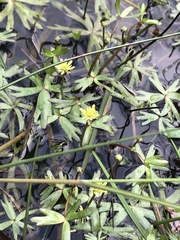 Ranunculus amphitrichus