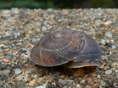 Helicigona lapicida