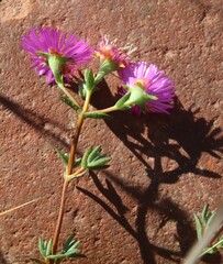 Lampranthus