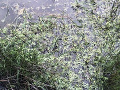 Ranunculus amphitrichus