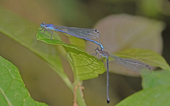 Argia medullaris