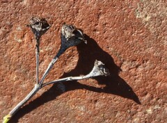 Lampranthus
