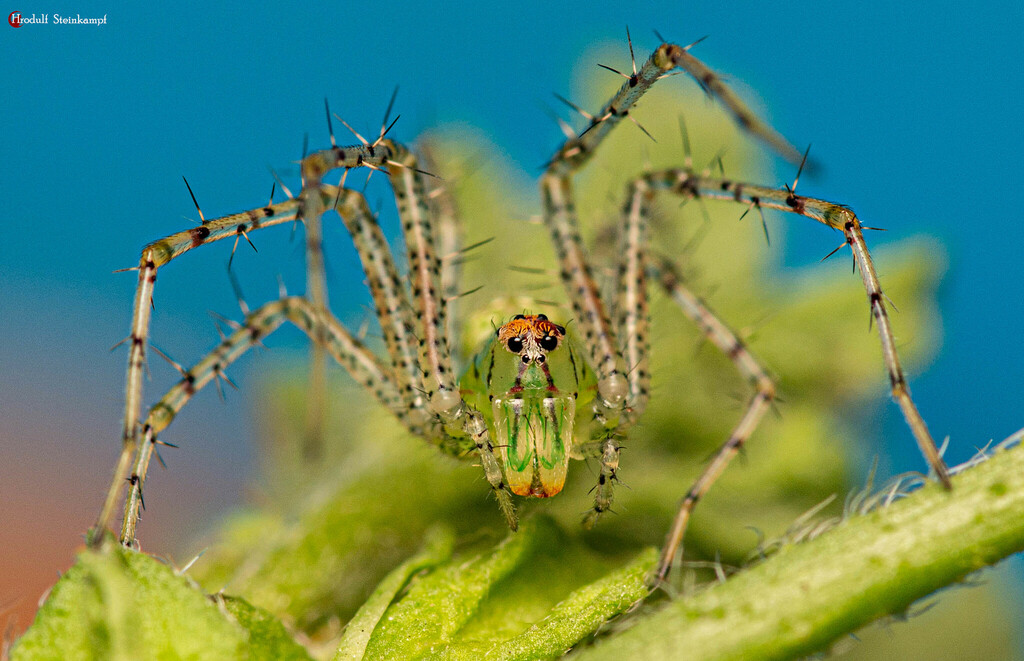 Green Lynx Spiders from Langenhoven Park, Bloemfontein, 9301, South ...