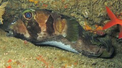 Diodon liturosus