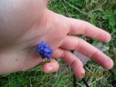 Muscari
