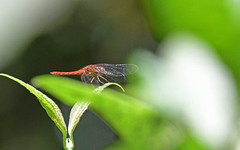 Sympetrum gilvum