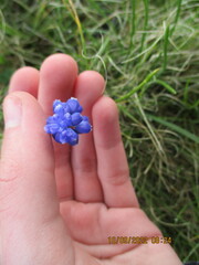 Muscari