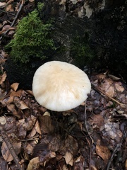 Oudemansiella