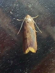 Tachystola acroxantha