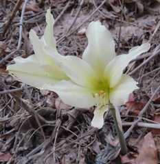 Hippeastrum evansiae