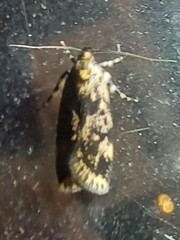 Barea codrella