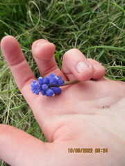 Muscari