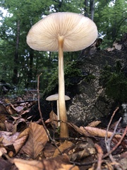 Oudemansiella
