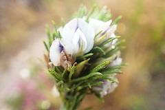 Psoralea floccosa