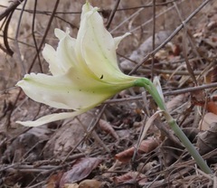 Hippeastrum evansiae
