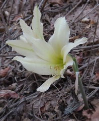 Hippeastrum evansiae