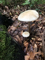 Oudemansiella
