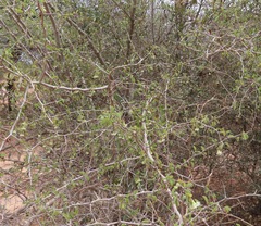 Ximenia americana