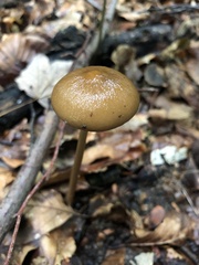 Oudemansiella