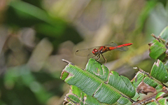 Sympetrum gilvum