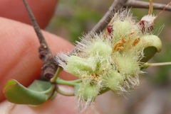 Ximenia americana
