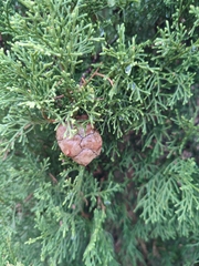 Cupressus sempervirens