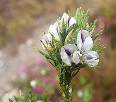 Psoralea floccosa
