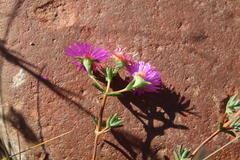 Lampranthus