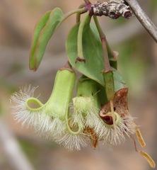 Ximenia americana