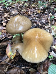 Oudemansiella