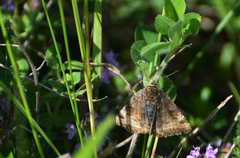 Euclidia glyphica