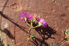 Lampranthus