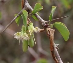 Ximenia americana