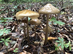 Oudemansiella