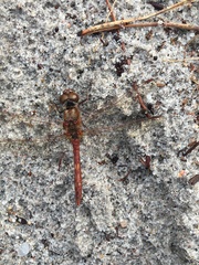 Sympetrum vulgatum