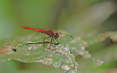 Sympetrum gilvum
