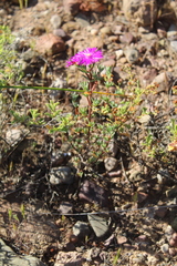 Lampranthus
