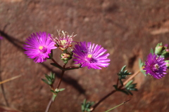 Lampranthus