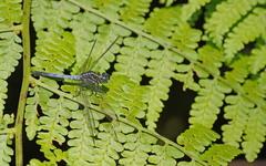 Cannaphila
