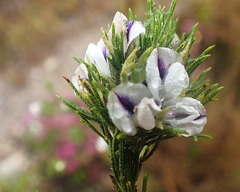 Psoralea floccosa