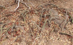 Cleistocactus baumannii